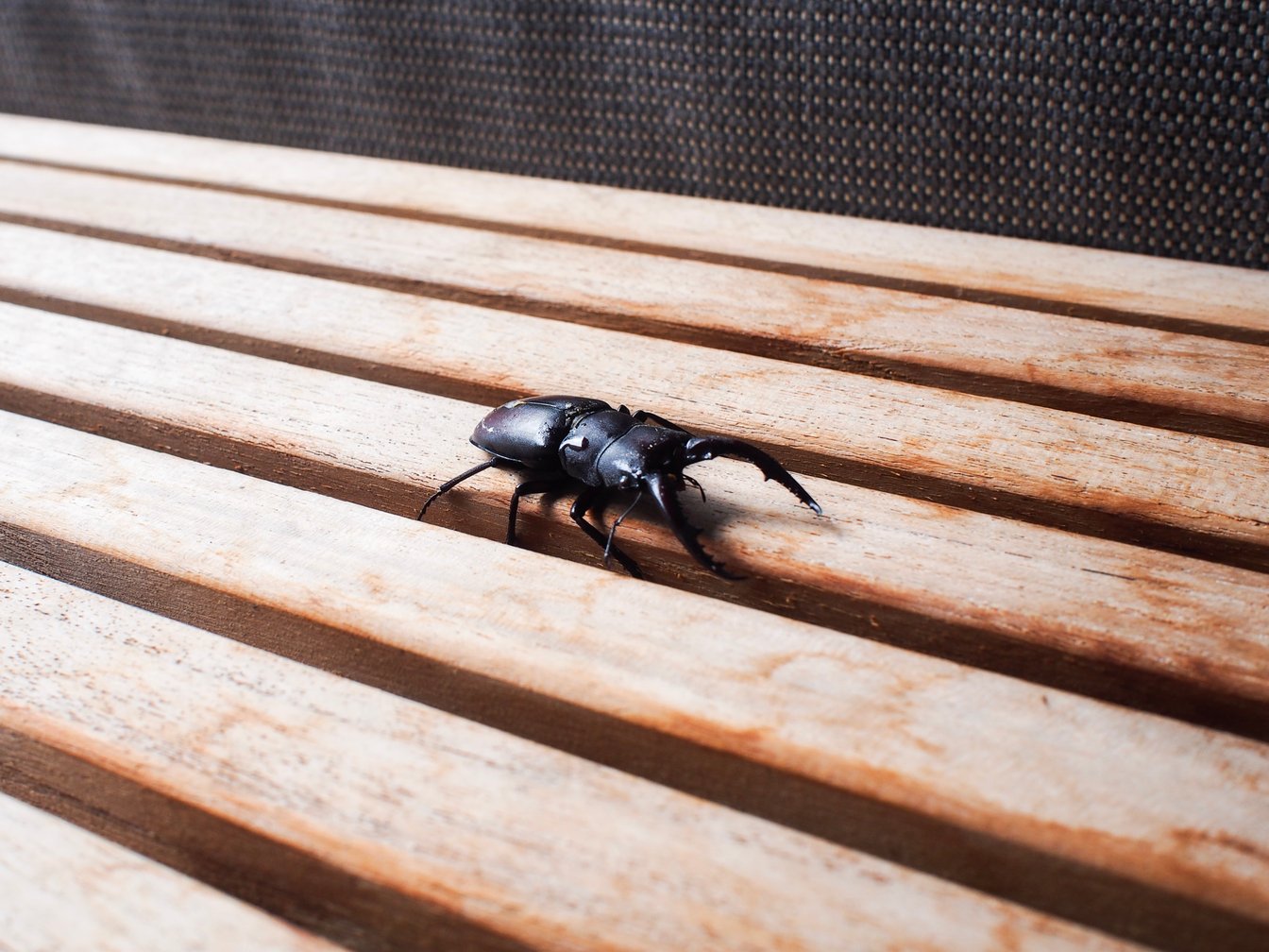 ȻФǚݳ֤ȤȤΤһ܎ҡNOT A HOTEL NASU