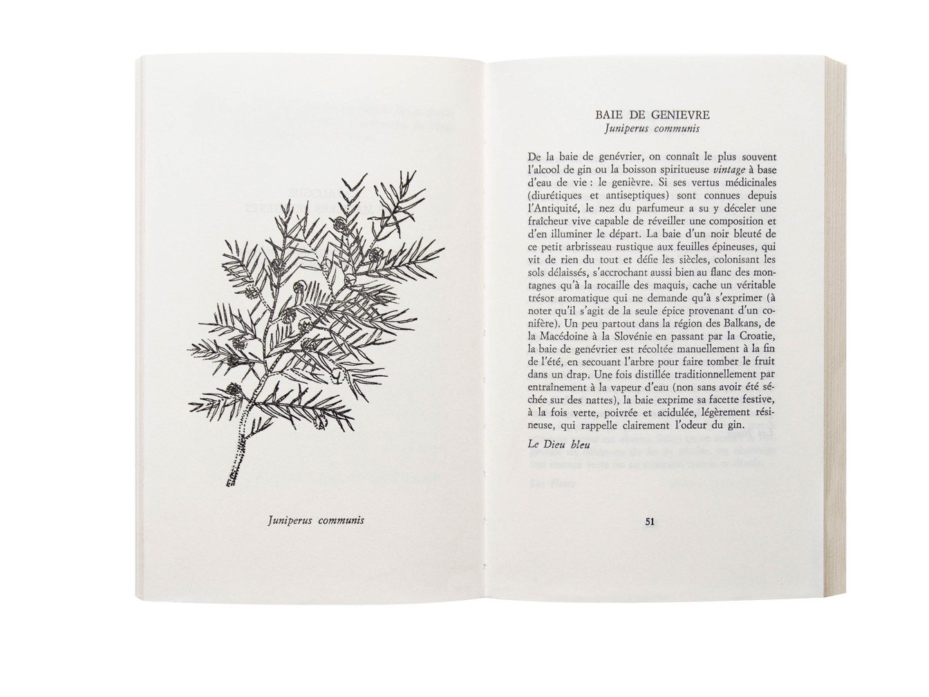 葉の絵が描かれた英書