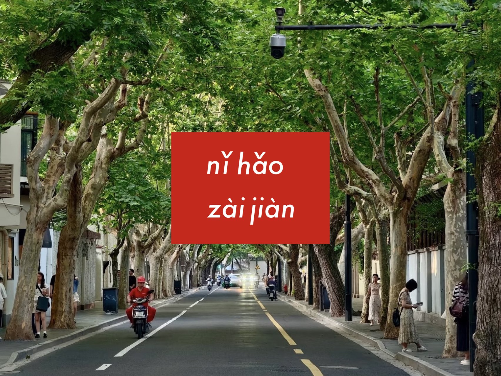 プラタナスの街路樹