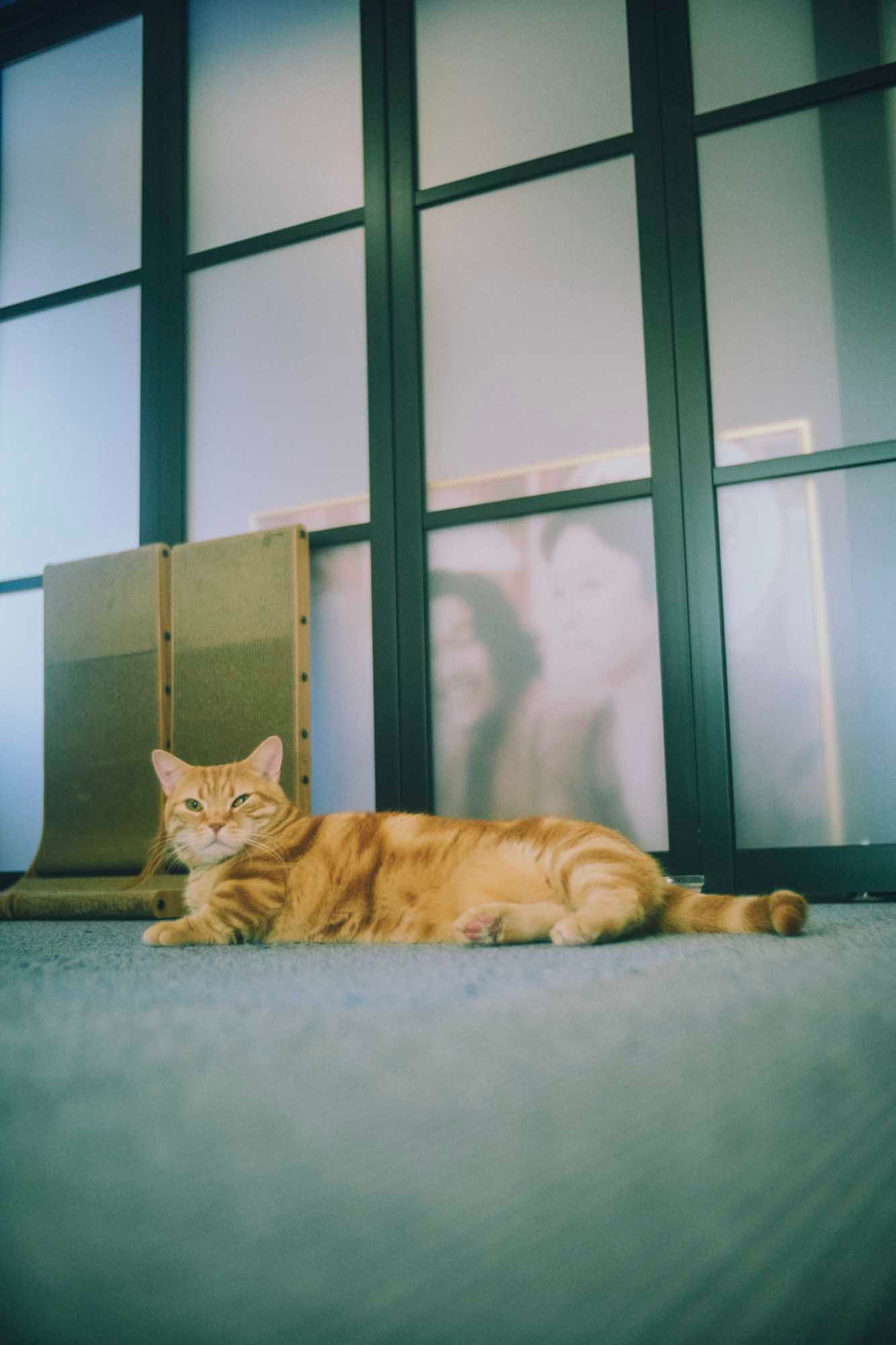 森田を起用したルック