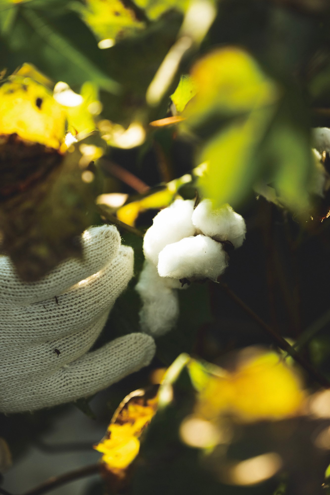 綿花栽培の様子