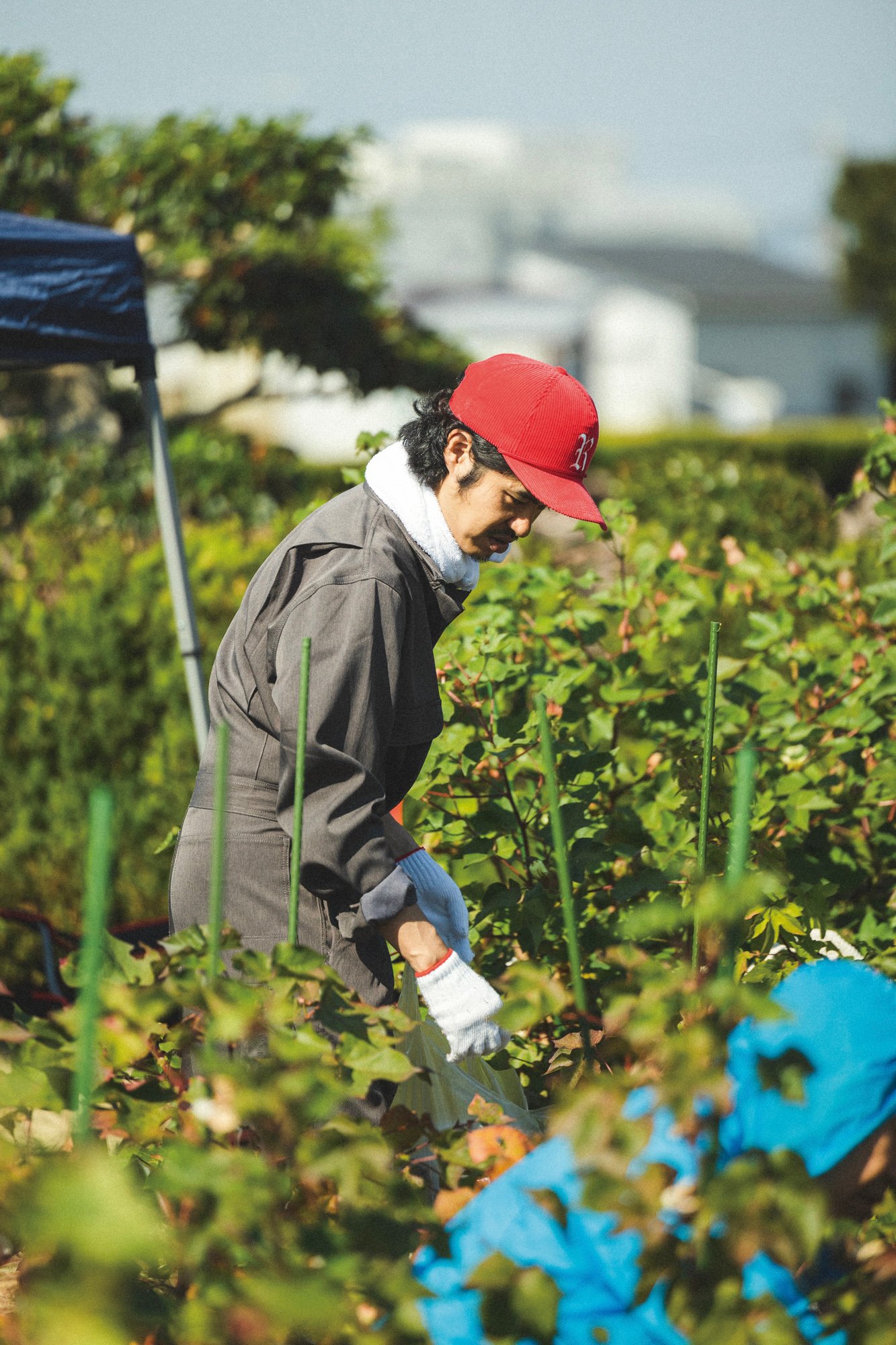 綿花栽培の様子