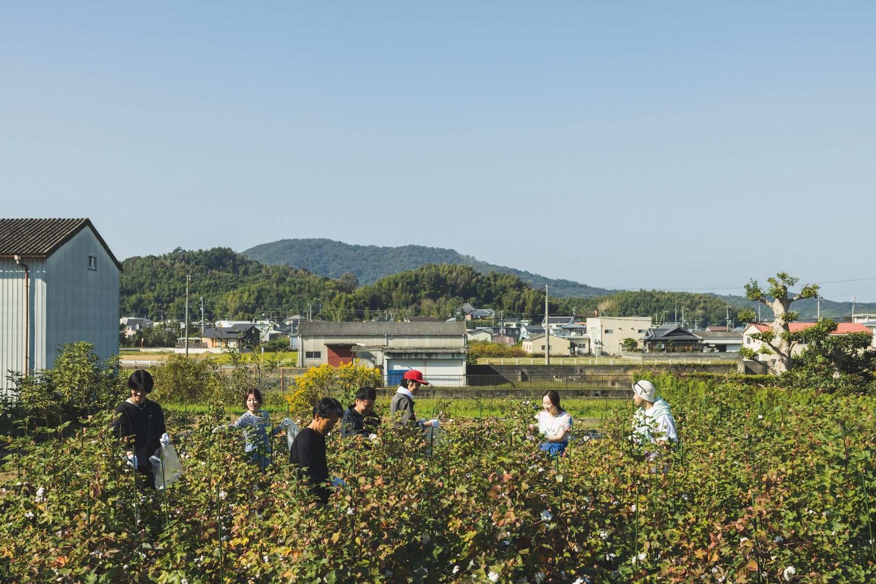 綿花栽培の様子