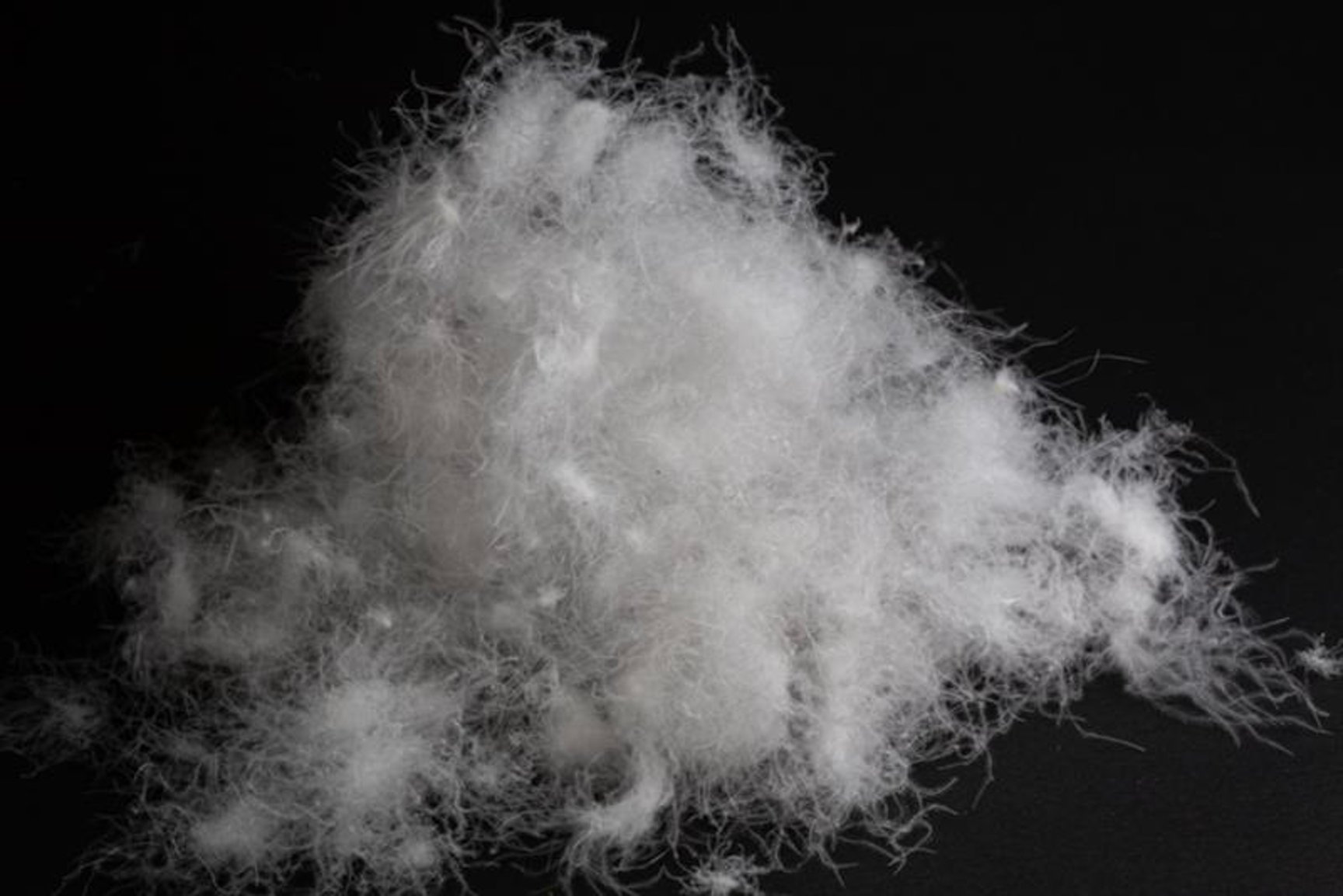 ポーランド産ホワイトグースダウン(SPDX)