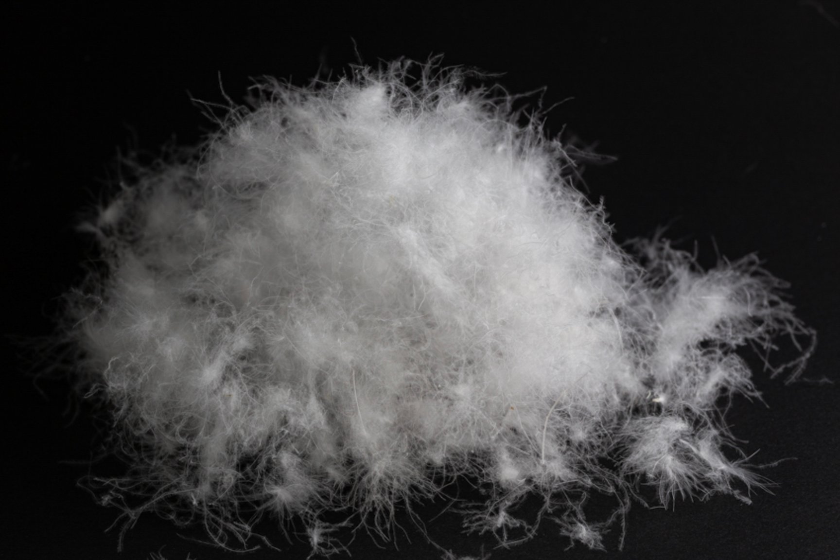 スペイン産ホワイトダックダウン(DX)