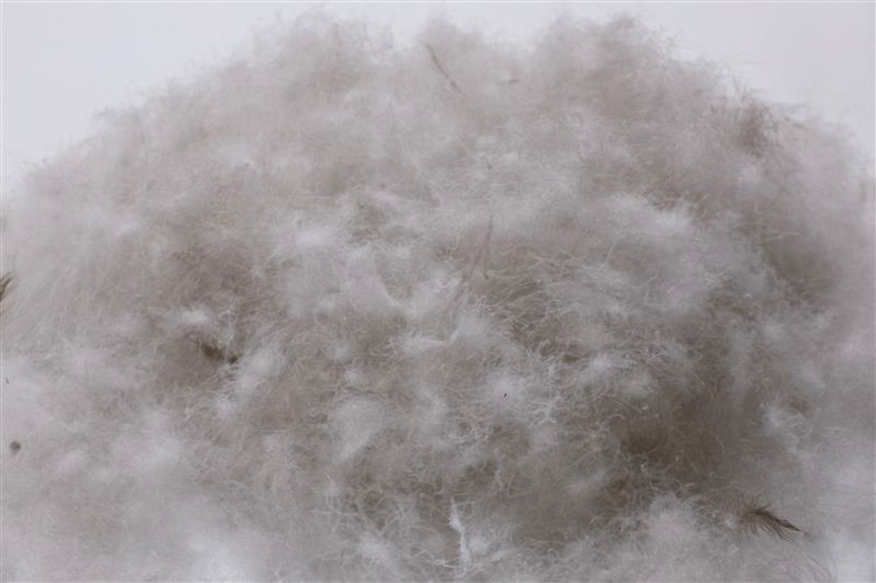 ハンガリー産シルバーグースダウン(ULDX)