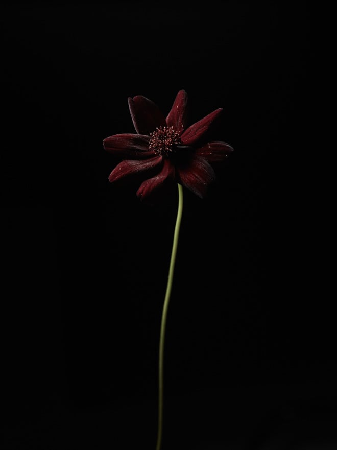 世界唯一 黒い花のみを扱う 黒い花屋 会員制でスタート