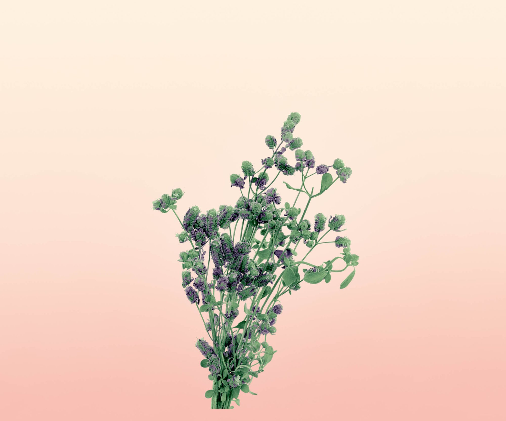 超特価激安 Loewe キャンドル リコリス キャンドル Www Wbl Org