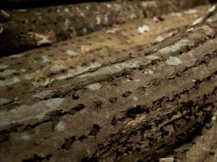 ウードの香料のイメージ