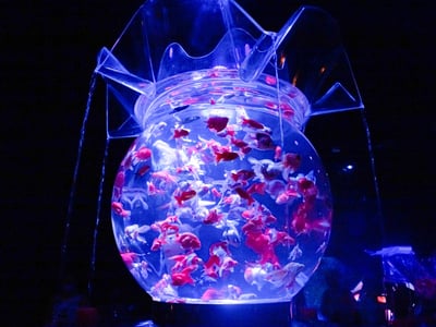 アートアクアリウム美術館