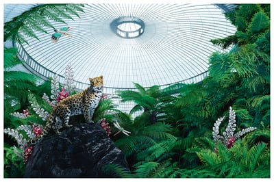 岩の上に立つヒョウ