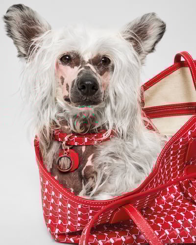 MOYNAT M canvas - Pet Collection　ヴィジュアル画像