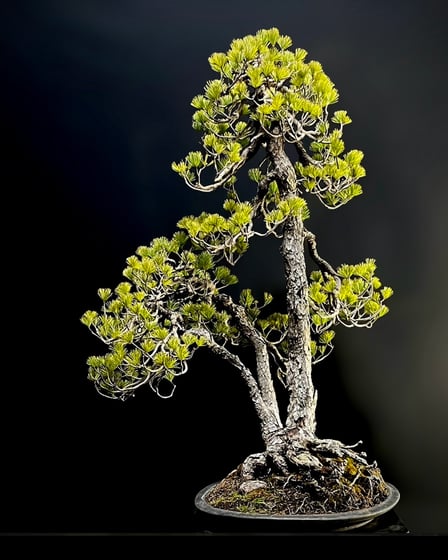 ヴィジュアル画像