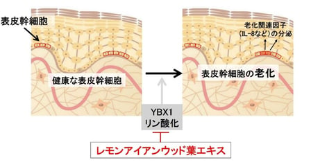 資生堂の表皮幹細胞研究のイメージ図