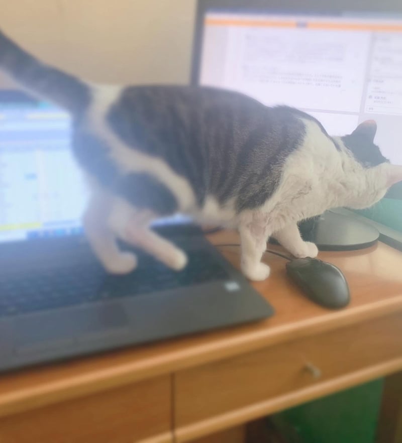 パソコンの上を歩く猫
