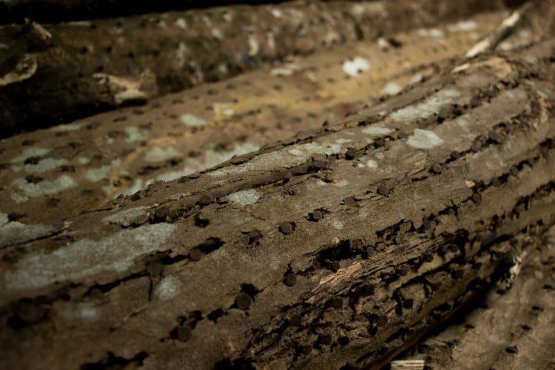 ウードの香料のイメージ