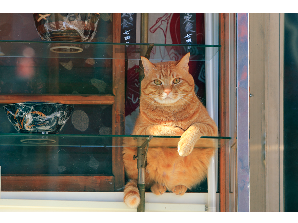 村越としや　「大きな石とオオカミ　特装版」 murakoshitoshiya_beams.jpg