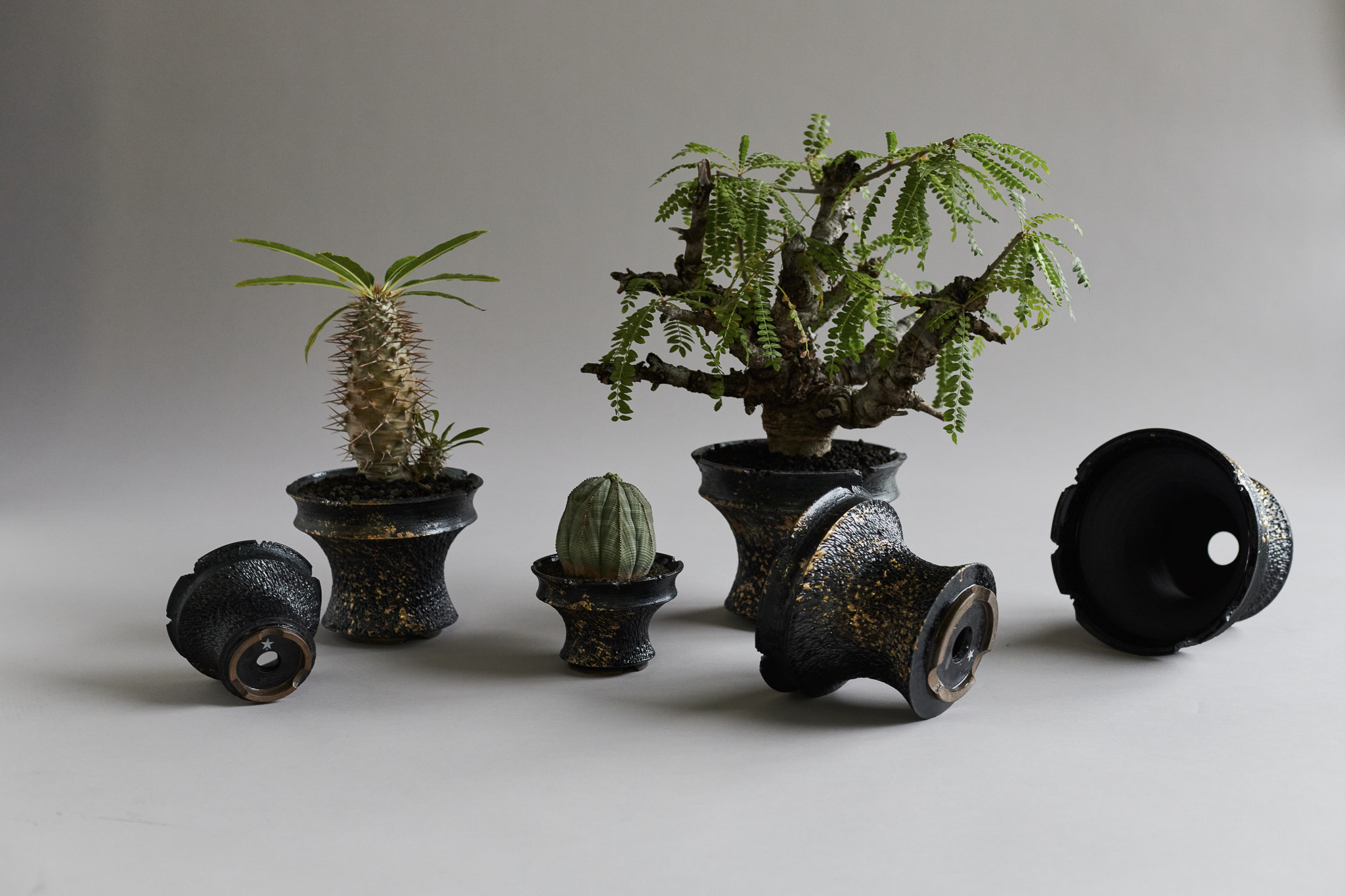 豪人 goujin ボタナイズ 陶器鉢 - 植物/観葉植物