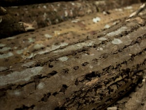 �ե�󥹰k�ե쥰��󥹥ޥ�����Nez�������������ϴǵ䣺Vol.3 ���`��