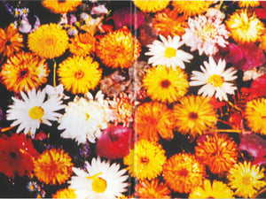 �ԥåƥ���2��Ŀ�Υ����ȥǥ����ʩ`�ˡ�DSM Kei Ninomiya�������m�����֒줱��ɩ`�Щ`�Υ��ꥸ�ʥ�֥���