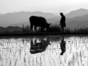 蔦哲一朗による映画「黒の牛」が公開　牛嶋神社では特別展覧も実施