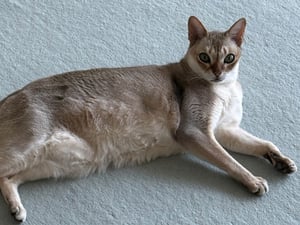 �ۥ�ޥ�������è�Ȥ�ĺ�餷������д�漯���Ф�ӛ���д��չ���_��