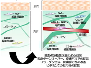 ロート製薬が次世代の血管付属人工皮膚モデルの構築に成功　新エイジングケア理論を発明