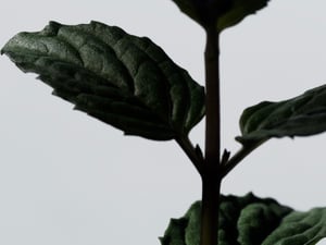 THREEがオリジナル精油の研究で保湿による「整肌作用」を確認