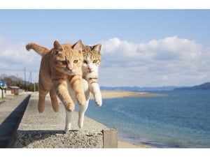猫がジャンプする瞬間をとらえた写真集「飛び猫」発売