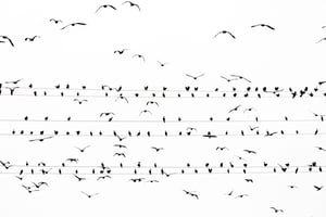 写真家の水谷吉法、川鵜の大群と電線で譜面を描いた新作を公開