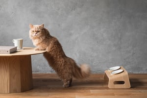 カリモク家具の猫用ブランド「KARIMOKU CAT」からキャットテーブル登場、食事中の負担を軽減