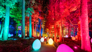 梅林や大杉森が光り輝く「チームラボ 偕楽園 光の祭」が開催