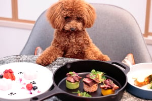 名古屋ヒルトンで犬用のコース料理を提供、価格は税込8000円