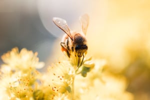 5月20日は「世界ミツバチの日」　ビューティブランドが取り組むミツバチ保護