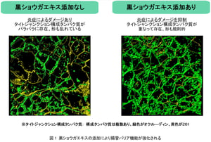 資生堂と広島大学大学院が黒ショウガエキスの腸管バリア機能強化を発見