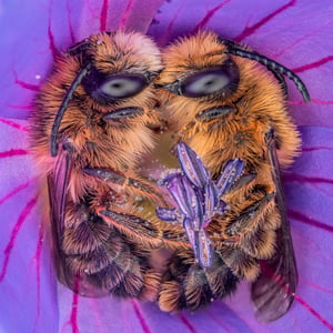 ゲランが祝う「ミツバチの日」　今年は写真家ヨリス・ヴェクターとタッグ
