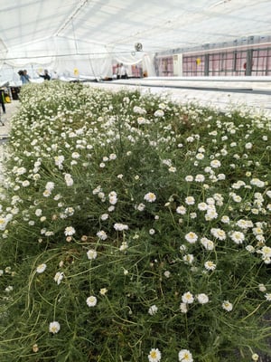 花王が回収したCO2を活用した植物工場「スマートガーデン」を構築　栽培した植物からエキス抽出まで