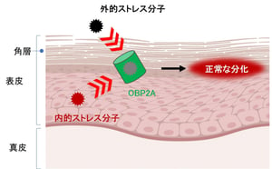 資生堂が鼻の内部のタンパク質OBP2Aを表皮からも発見　発現を高める成分も解明