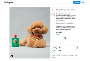 「ドルチェ＆ガッバーナ」からブランド初の犬用フレグランスが登場　ウッディ＆ムスクの香り