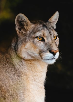 ディオールとWWFがピューマ保護活動　オオヤマネコとジャガーに続き
